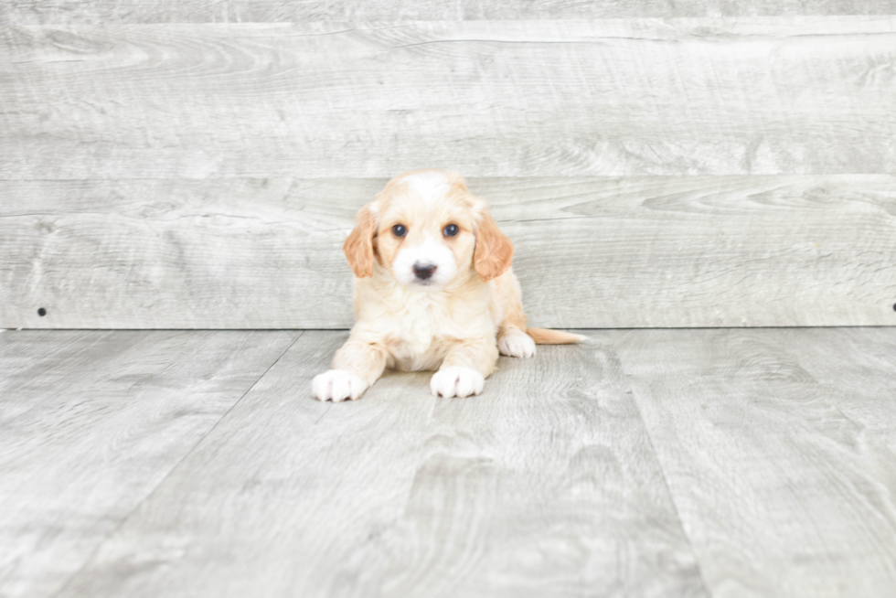 Happy Mini Goldendoodle Baby