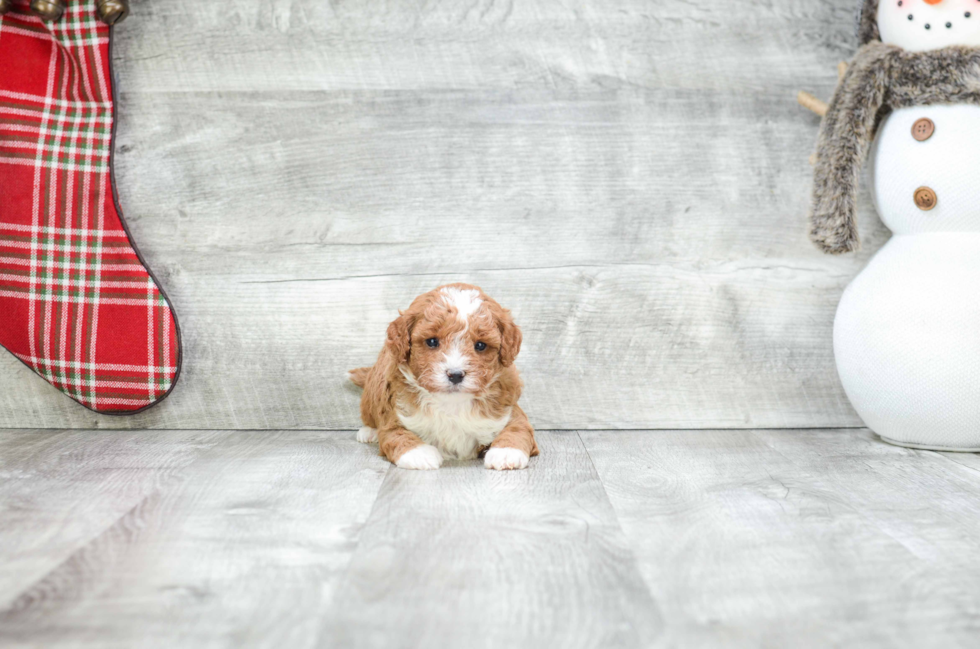 Adorable Cavoodle Poodle Mix Puppy