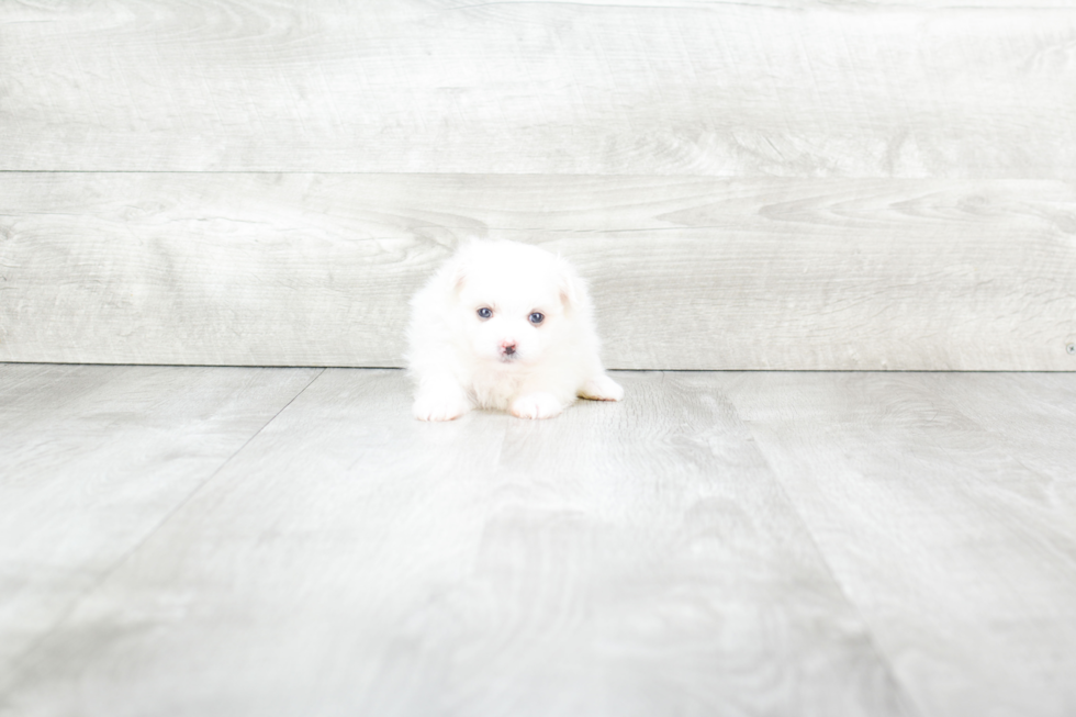 Petite Maltipom Designer Pup