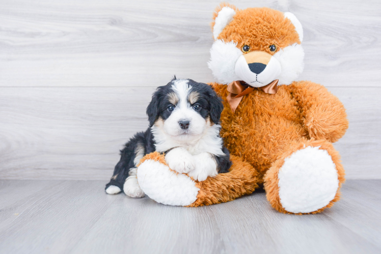 Mini Bernedoodle Pup Being Cute