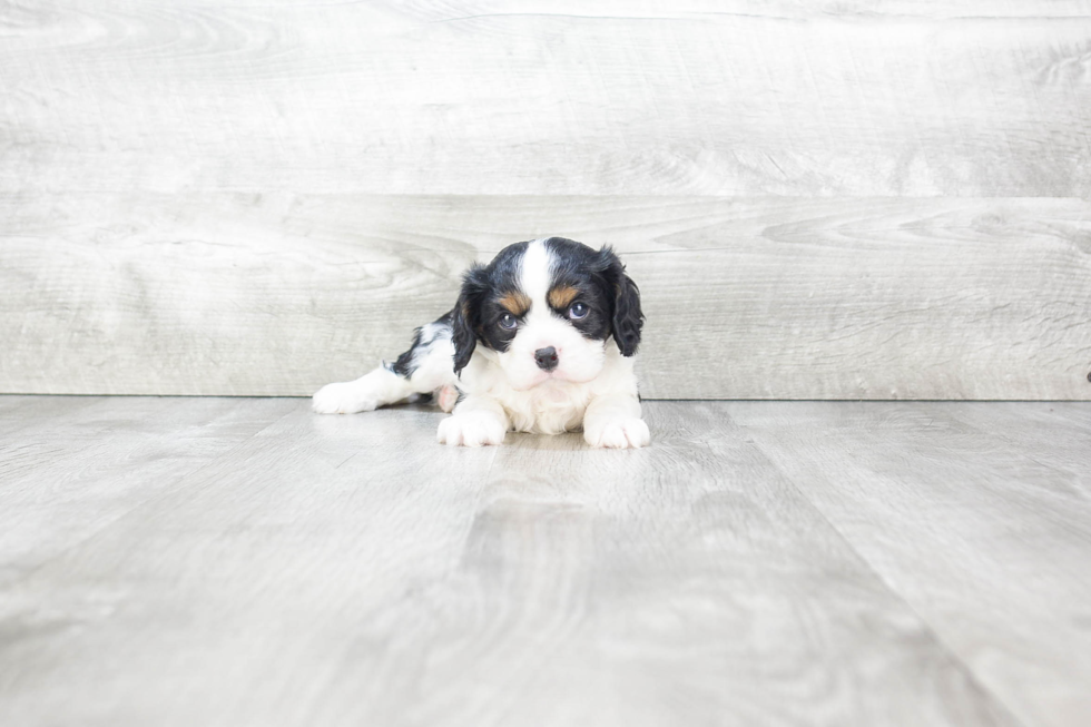 Smart Cavalier King Charles Spaniel Purebred Puppy