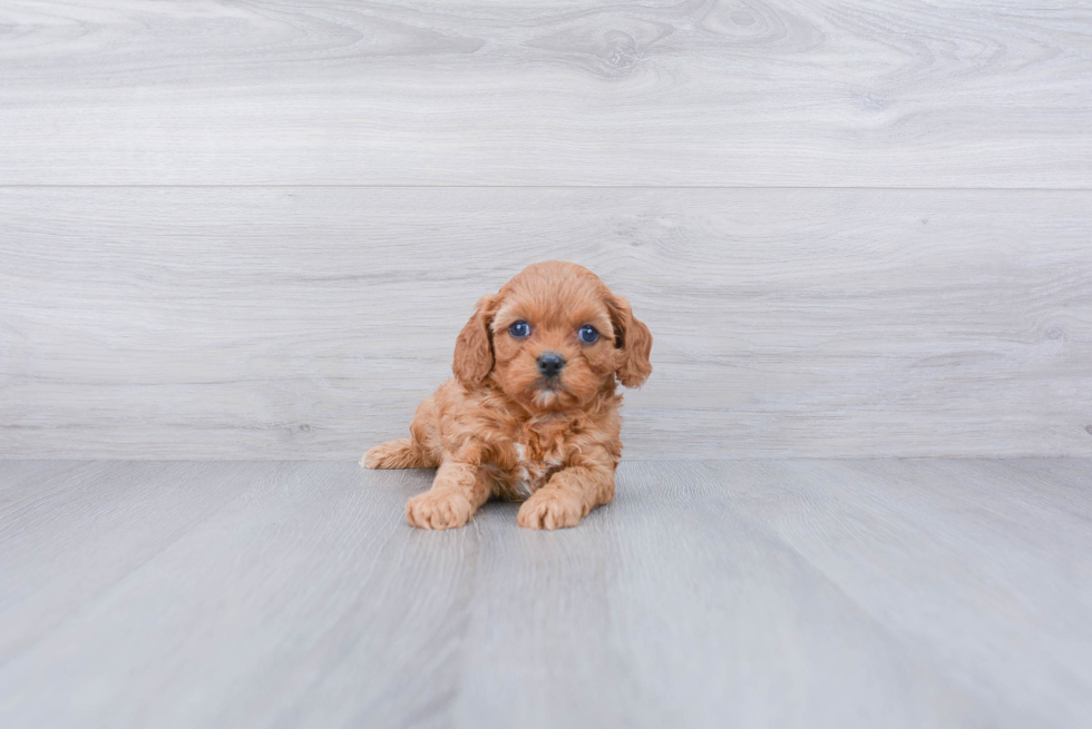 Cavapoo Pup Being Cute