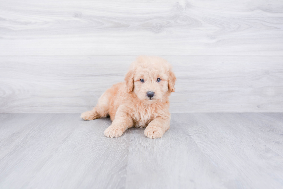 Mini Goldendoodle Pup Being Cute