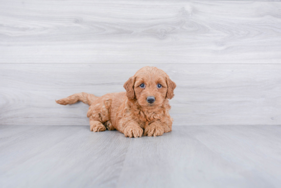 Happy Mini Labradoodle Baby