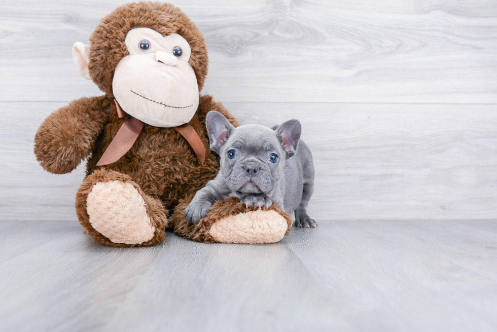 Friendly French Bulldog Baby