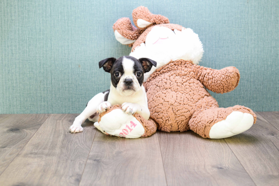 Small Boston Terrier Purebred Pup