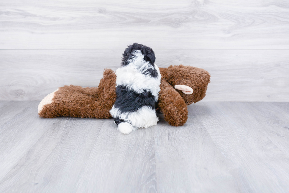 Playful Havanese Purebred Pup