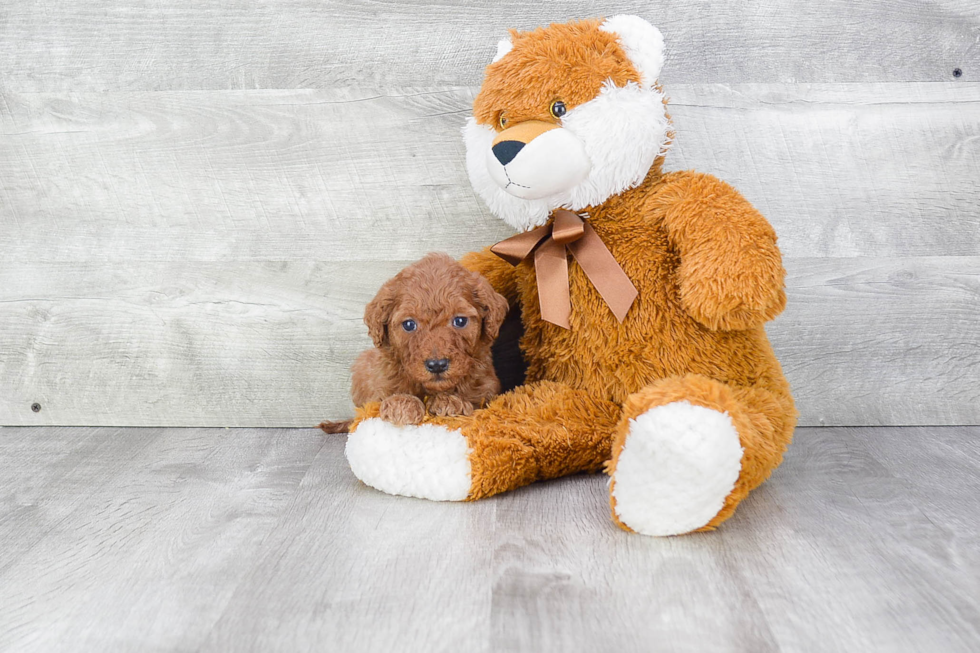 Playful Golden Retriever Poodle Mix Puppy