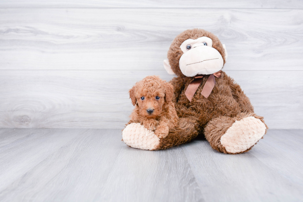 Little Poodle Purebred Pup