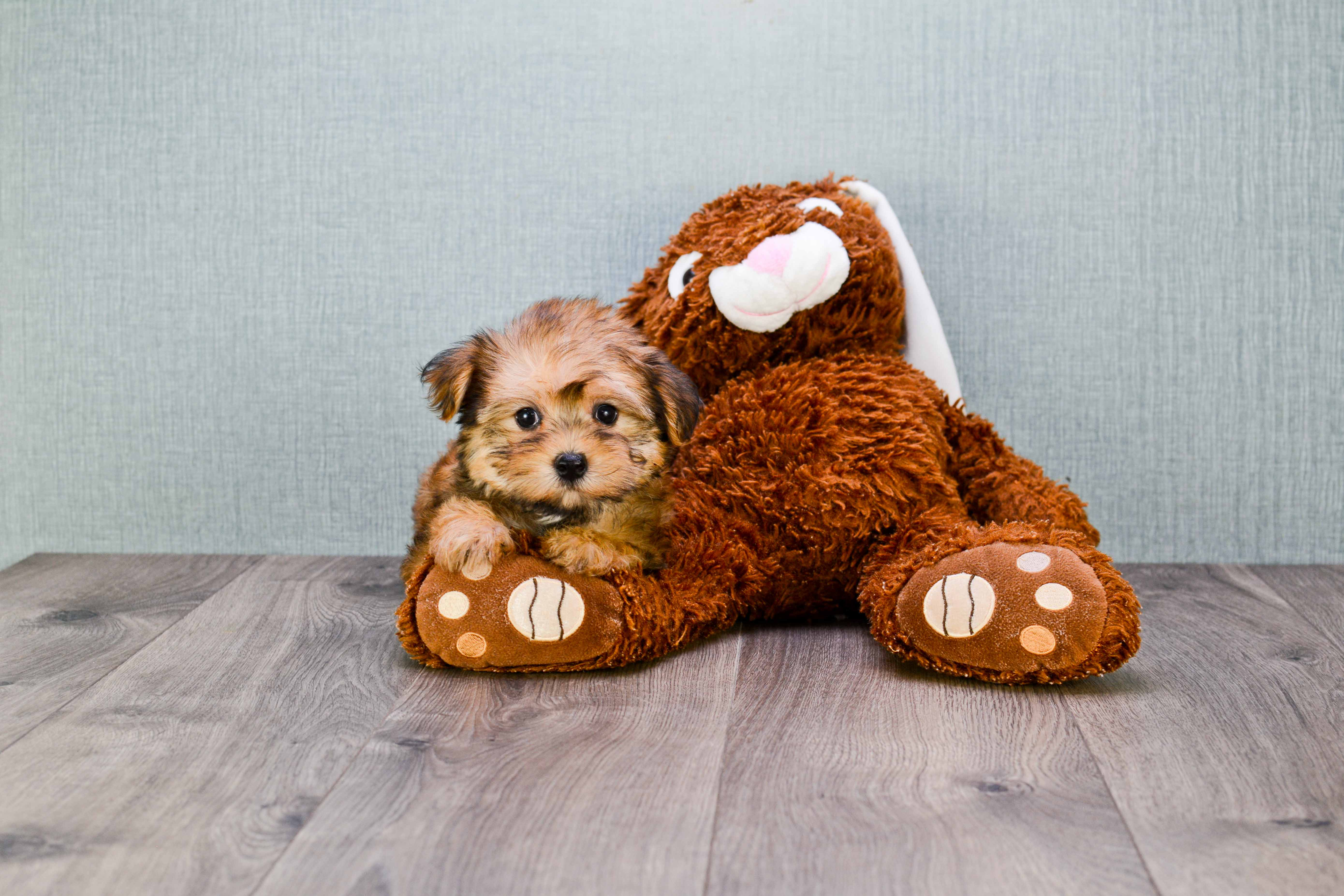Morkie Puppy for Adoption