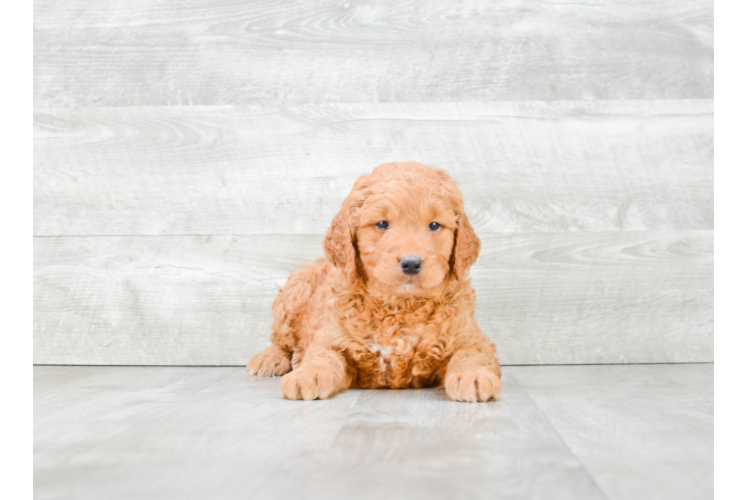 Hypoallergenic Golden Retriever Poodle Mix Puppy