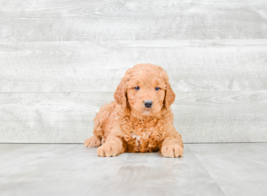 Hypoallergenic Golden Retriever Poodle Mix Puppy