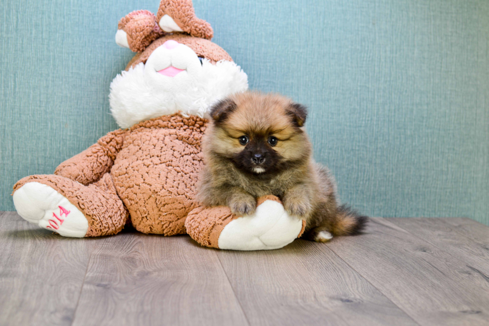 Best Pomeranian Baby