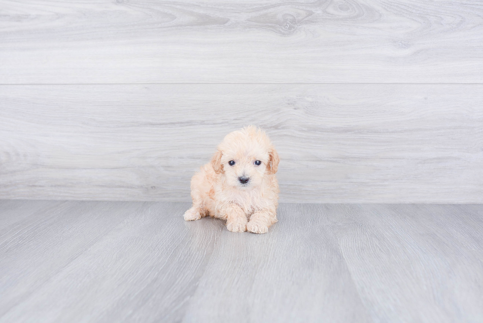 Little Maltese Poodle Poodle Mix Puppy