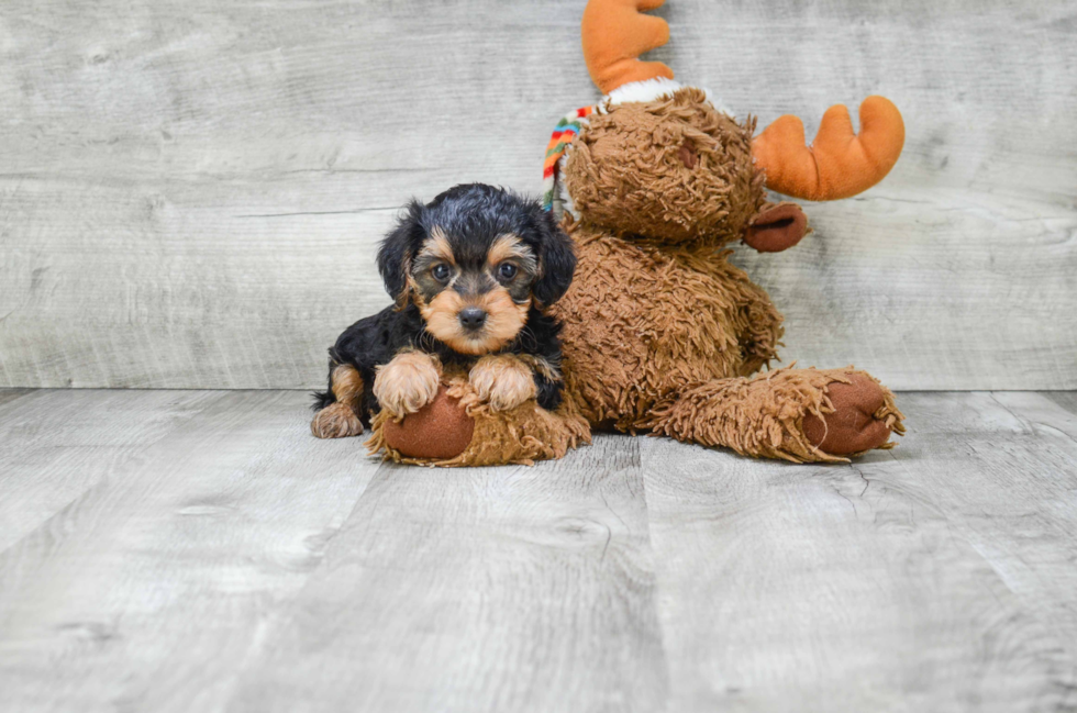 Morkie Pup Being Cute