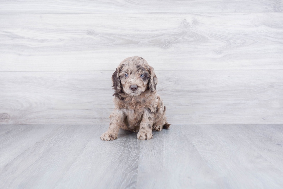 Adorable Golden Retriever Poodle Mix Puppy