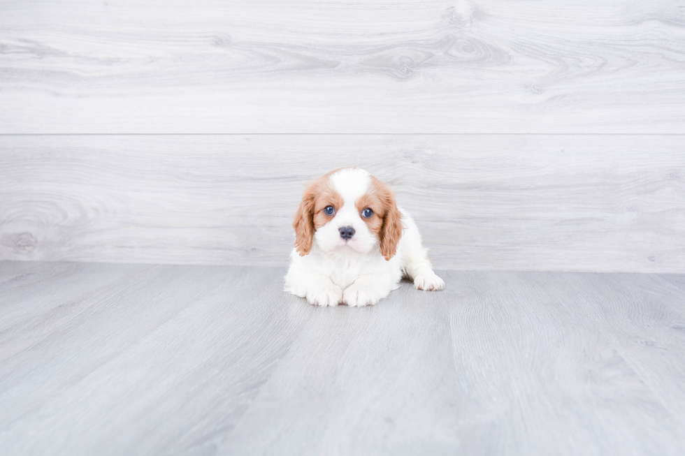 Cavalier King Charles Spaniel Pup Being Cute