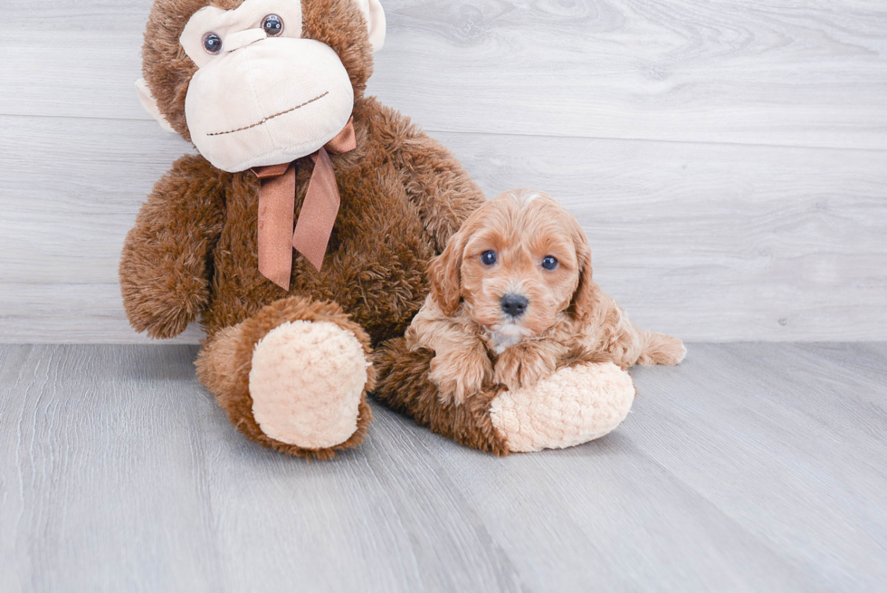 Happy Cavapoo Baby