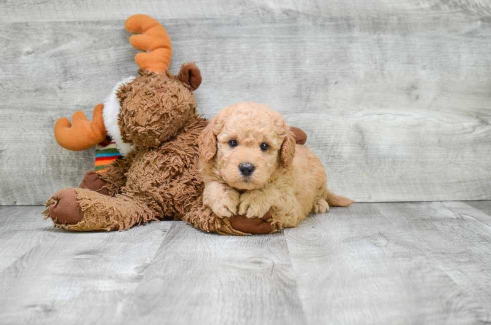 Little Golden Retriever Poodle Mix Puppy