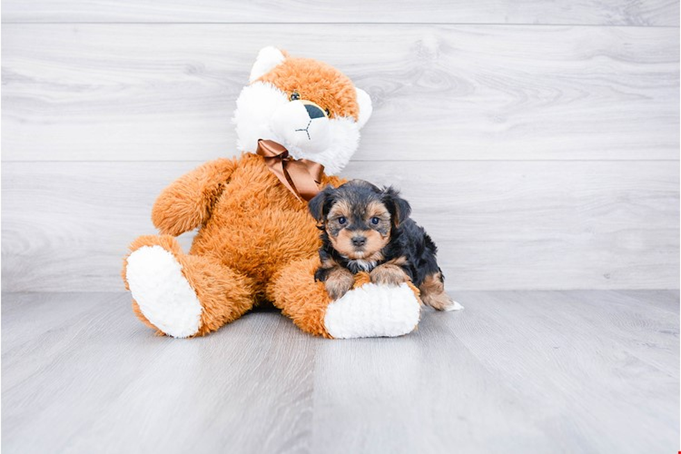 Yorkie Poo Pup Being Cute