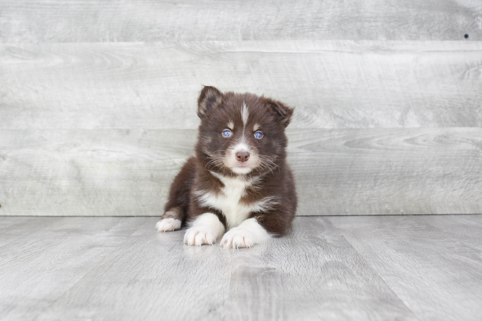 Cute Pomsky Baby