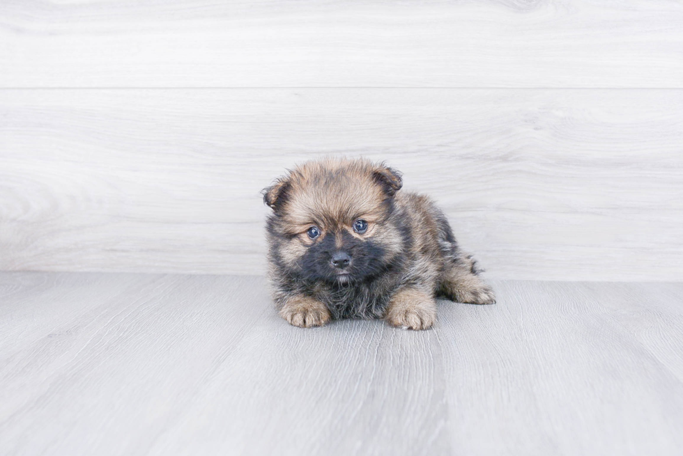 Small Pomeranian Purebred Pup