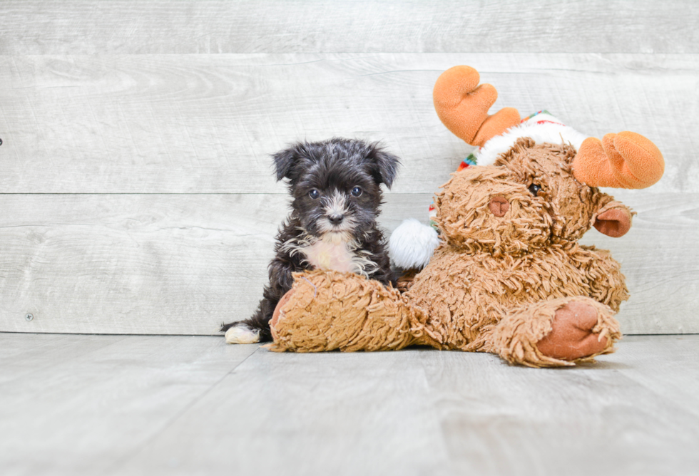 Morkie Pup Being Cute