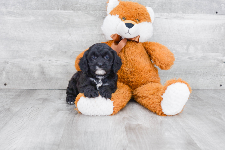 Fluffy Cavapoo Poodle Mix Pup