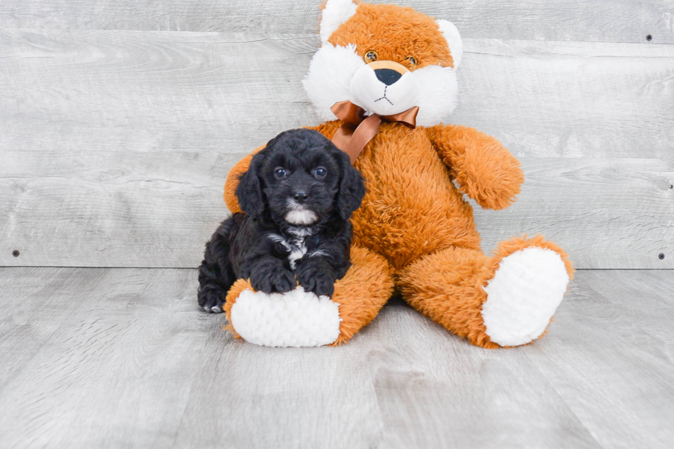 Fluffy Cavapoo Poodle Mix Pup