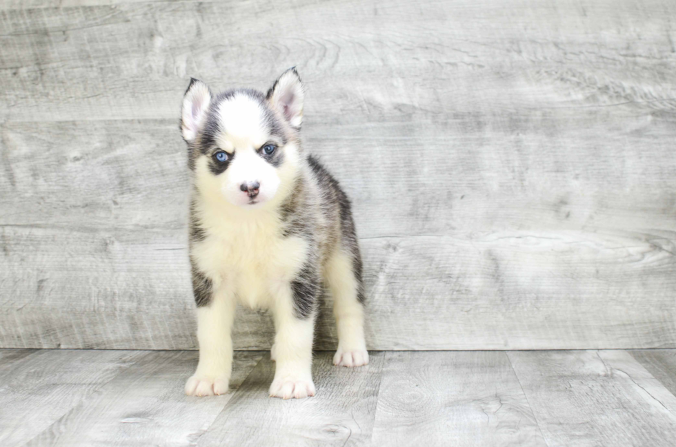 Best Pomsky Baby