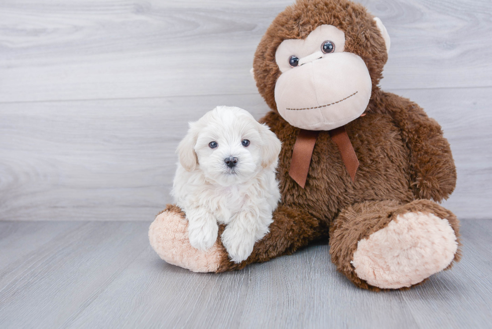 Best Maltipoo Baby