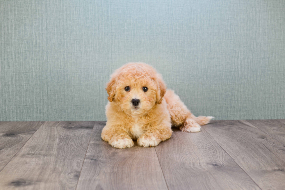 Best Cavapoo Baby