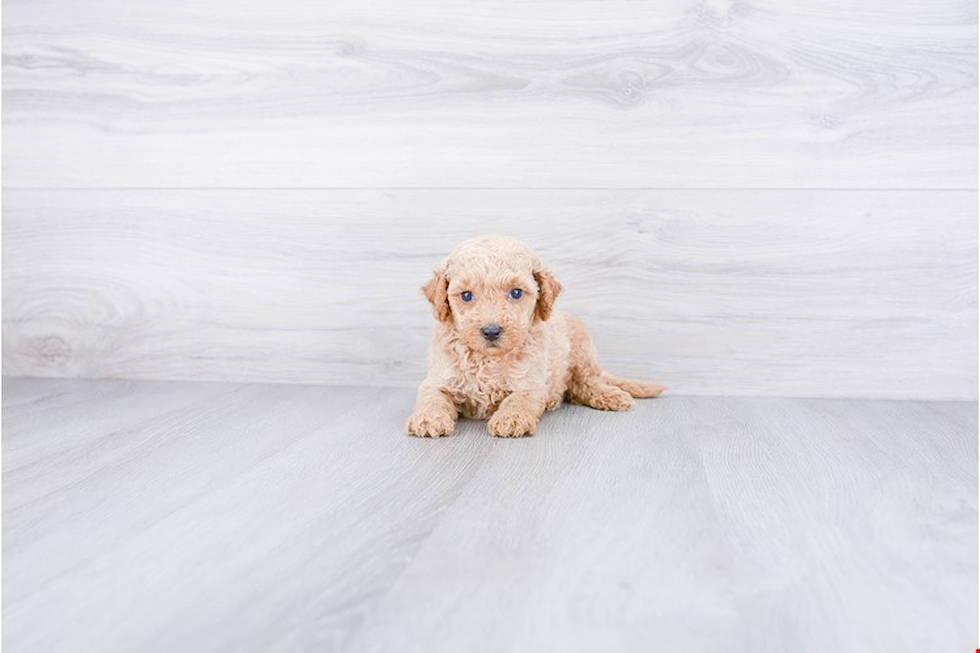 Small Mini Goldendoodle Baby