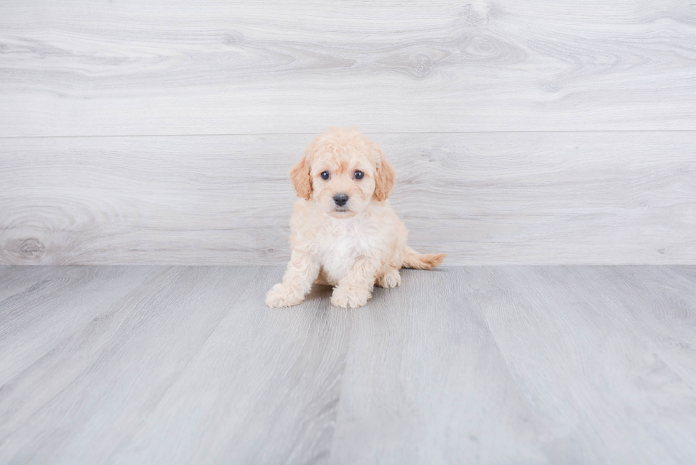 Cavapoo Puppy for Adoption