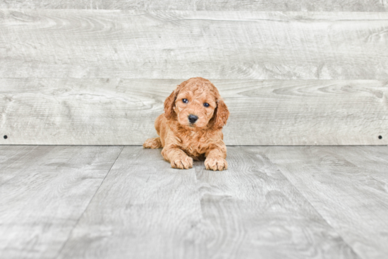 Best Mini Goldendoodle Baby