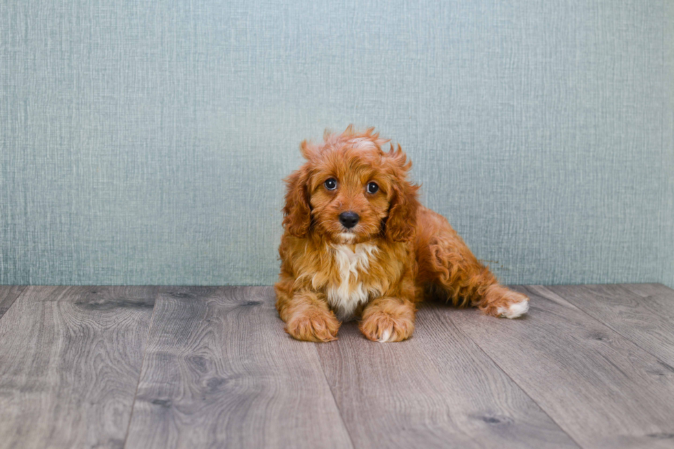 Playful Cavoodle Poodle Mix Puppy