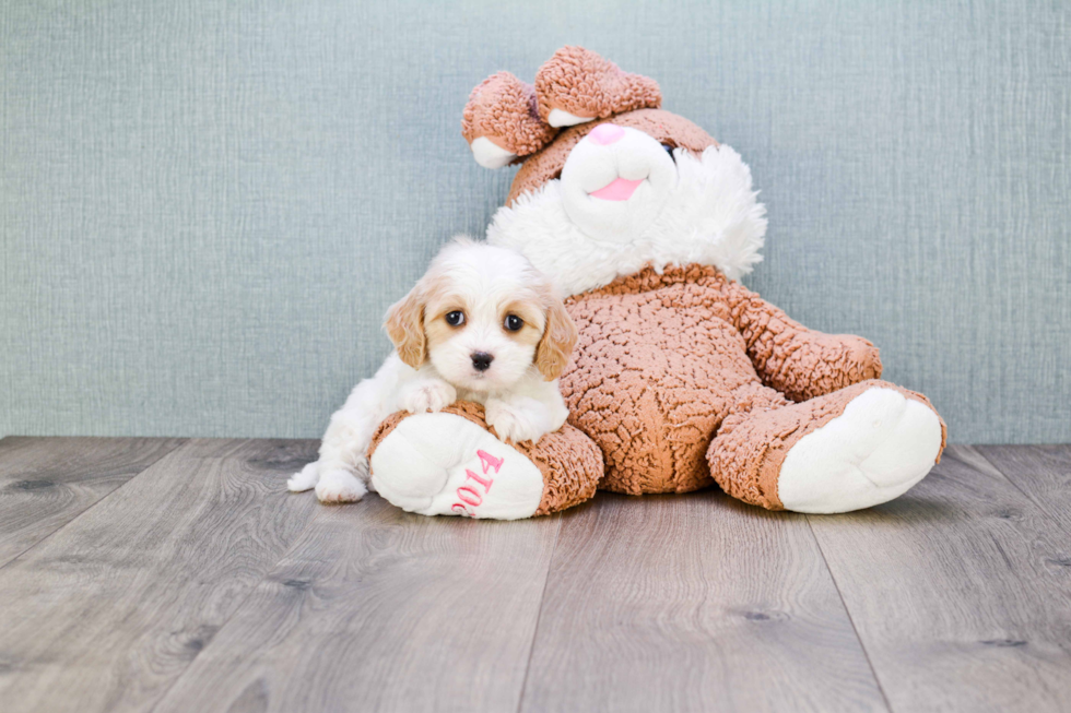 Cavachon Puppy for Adoption