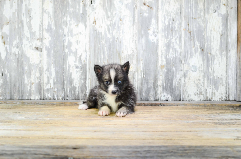 Little Mini Husky Designer Puppy