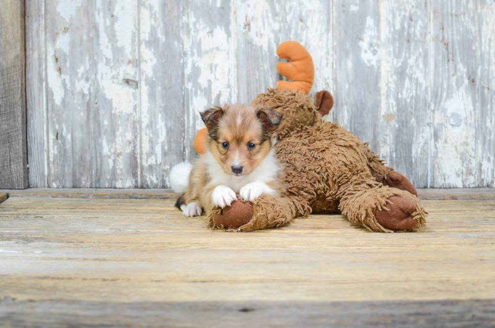 Sheltie Puppy for Adoption