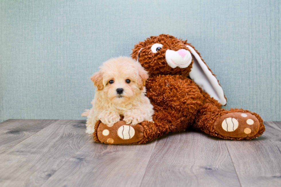 Best Maltipoo Baby