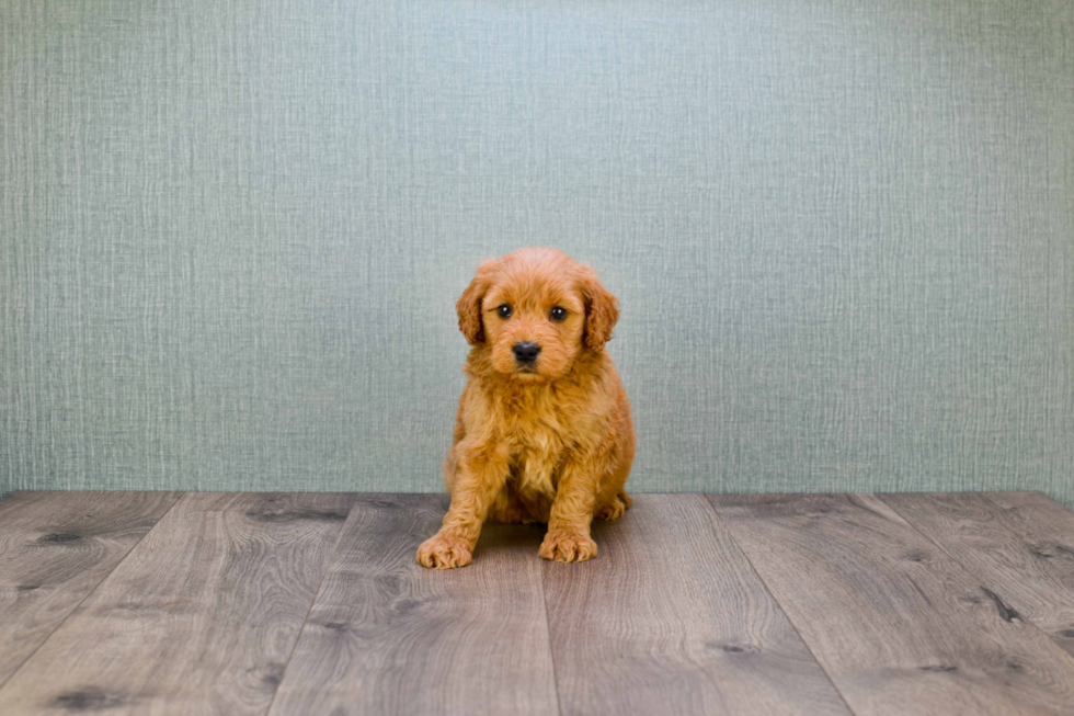 Mini Goldendoodle Puppy for Adoption