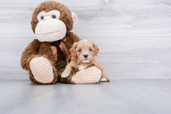 Popular Cavapoo Poodle Mix Pup