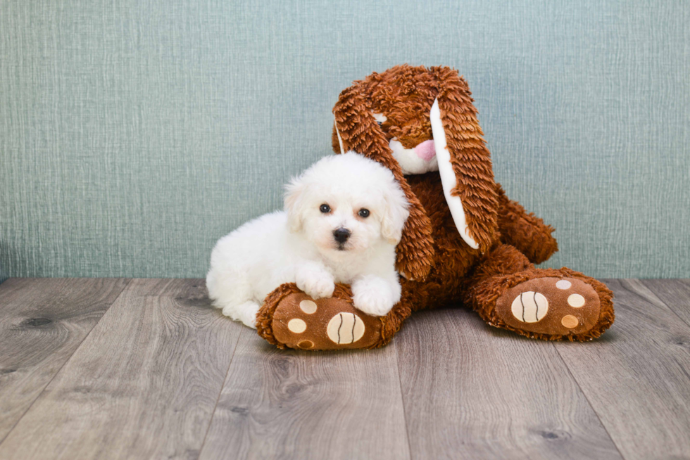 Friendly Bichon Frise Purebred Pup