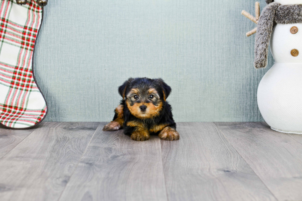 Meet Timmy - our Yorkshire Terrier Puppy Photo 