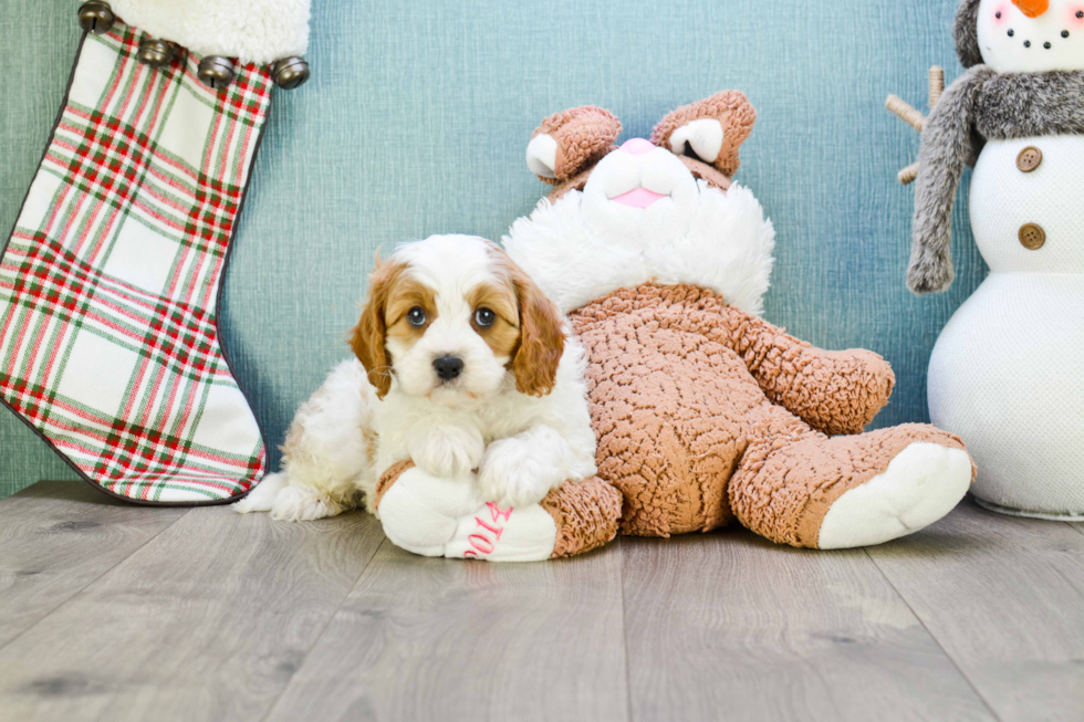 Cavapoo Puppy for Adoption