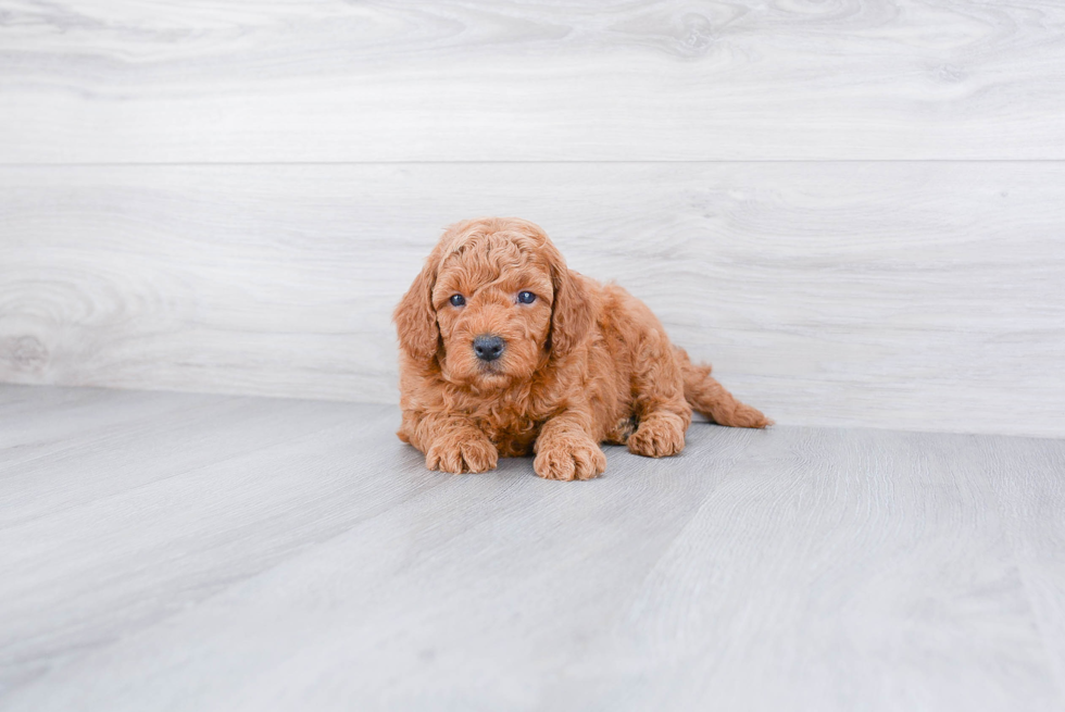 Adorable Golden Retriever Poodle Mix Puppy