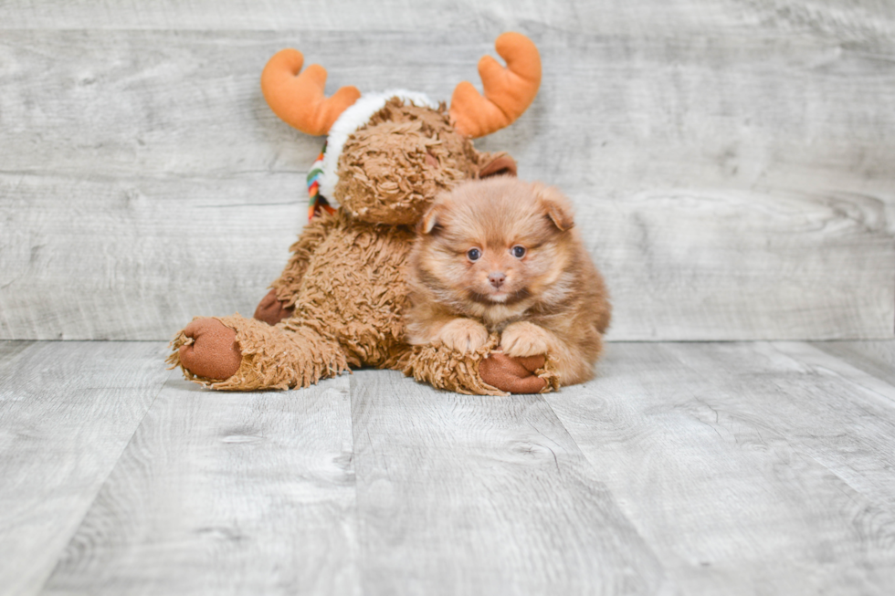 Playful Pomeranian Purebred Pup