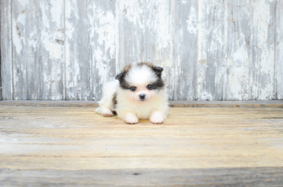 Cute Pomeranian Purebred Puppy