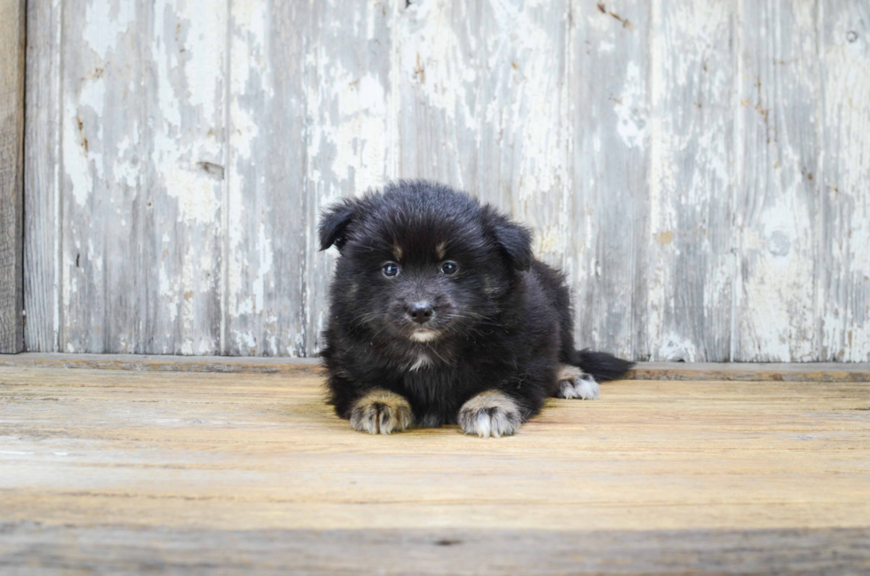 Pomsky Puppy for Adoption