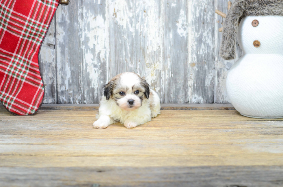 Teddy Bear Pup Being Cute